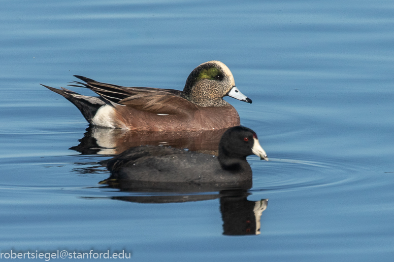 emily renzel wetlands